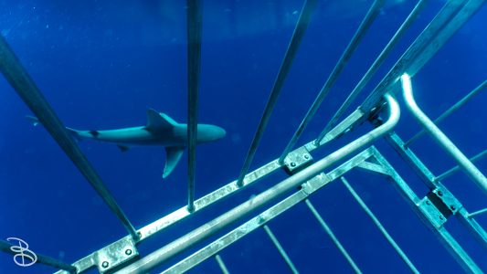 hawaii-shark_swim-3