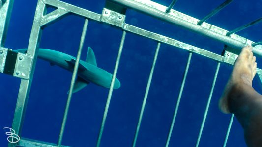 hawaii-shark_swim-5