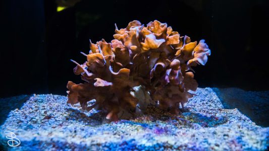 hawaii-waikiki-aq-1