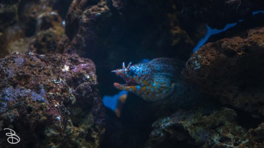 hawaii-waikiki-aq-11