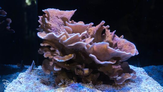 hawaii-waikiki-aq-2