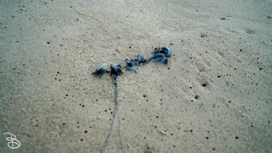 hawaii-waimanalo_beach-1