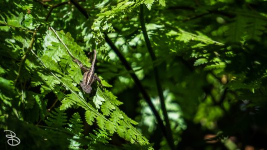 hawaii-waimea_valley-1