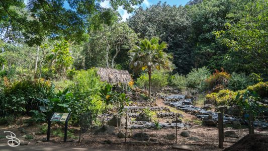 hawaii-waimea_valley-11