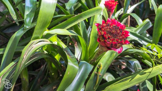 hawaii-waimea_valley-12