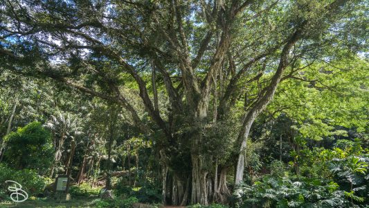 hawaii-waimea_valley-13