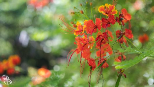 hawaii-waimea_valley-14