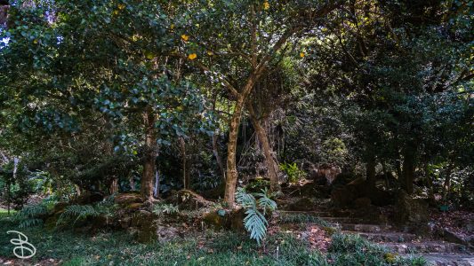 hawaii-waimea_valley-17