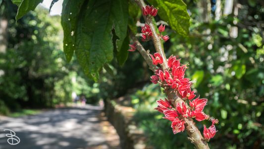 hawaii-waimea_valley-19