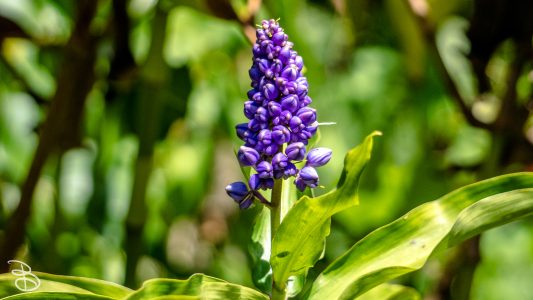 hawaii-waimea_valley-2