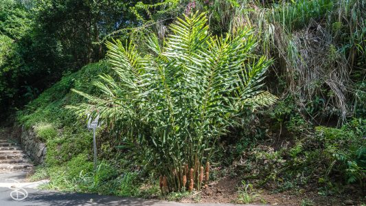 hawaii-waimea_valley-20