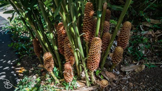 hawaii-waimea_valley-21