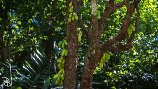 hawaii-waimea_valley-22