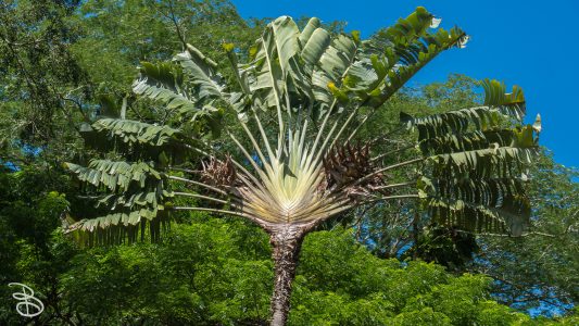 hawaii-waimea_valley-23