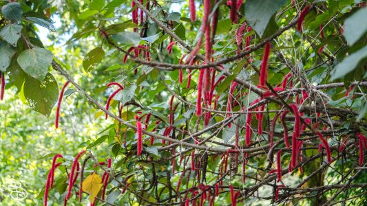 hawaii-waimea_valley-3