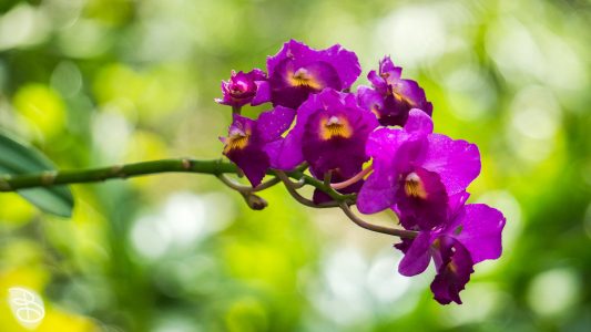 hawaii-waimea_valley-4