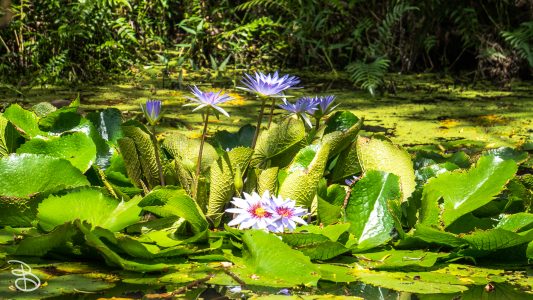 hawaii-waimea_valley-6