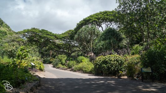 hawaii-waimea_valley-7