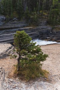 ip-mistaya-canyon-6