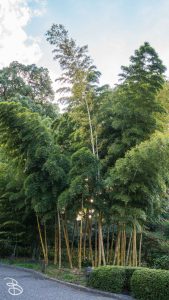 jp_2017__meiji-68