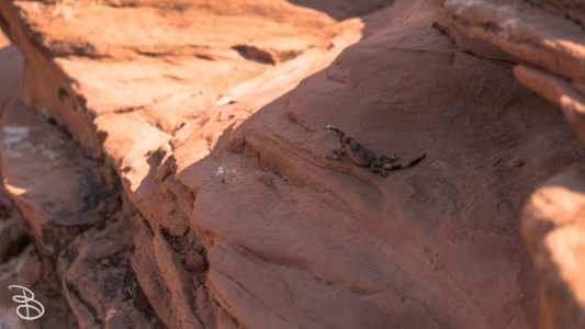 las_vegas_2018-46