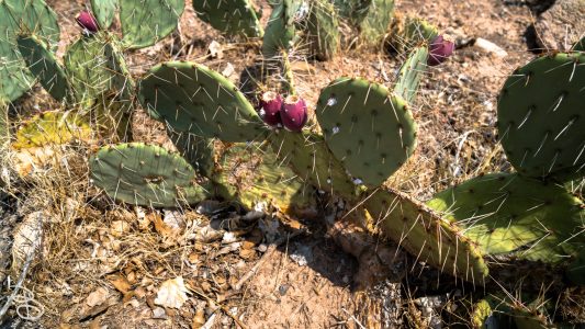 las_vegas_2018-8