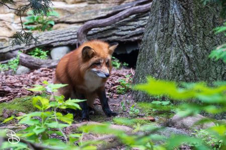 minnesota-zoo-062025-10