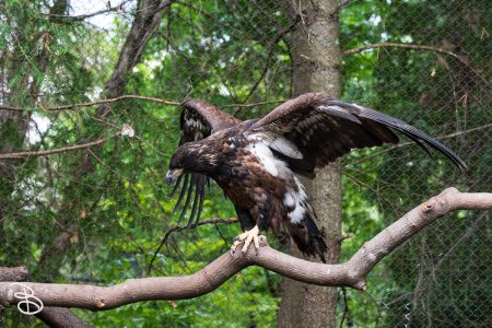 minnesota-zoo-062025-11