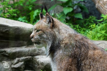 minnesota-zoo-062025-12