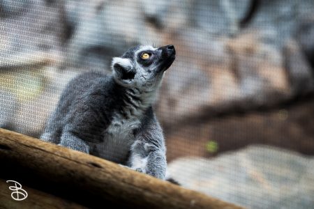 minnesota-zoo-062025-4