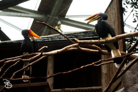 minnesota-zoo-062025-6