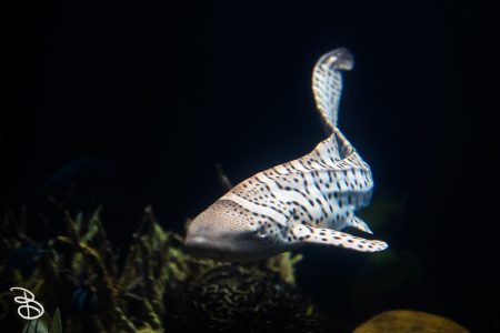 minnesota-zoo-062025-7