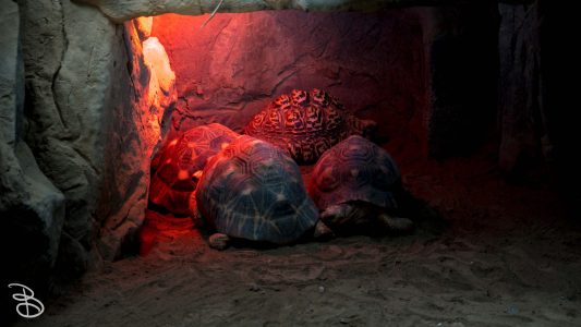 mnzoo-1