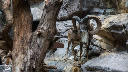 mnzoo-14