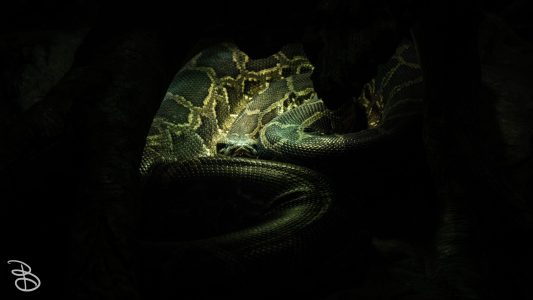 mnzoo-15