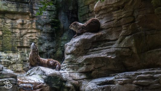 mnzoo-18