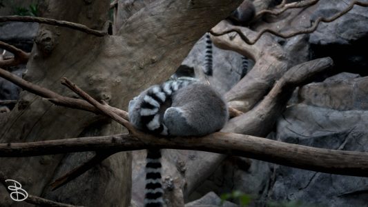 mnzoo-2
