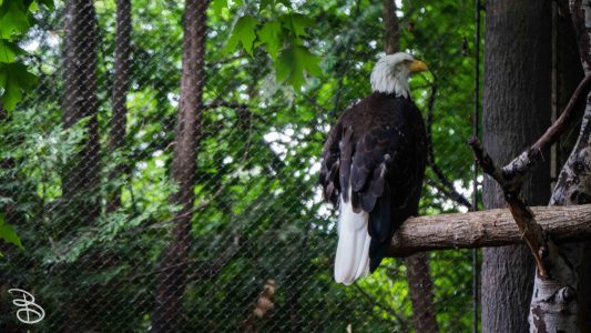mnzoo-20