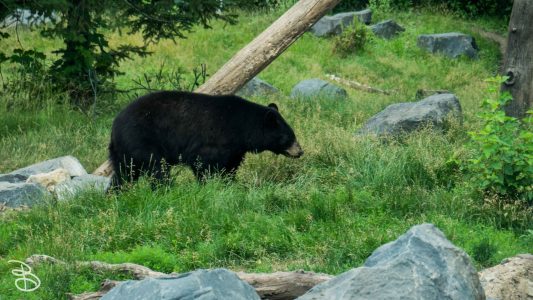 mnzoo-21