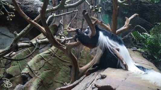 mnzoo-3