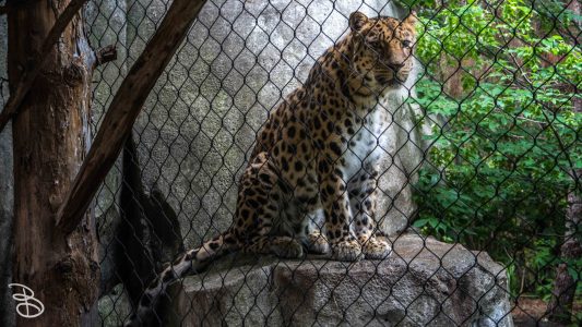 mnzoo-30