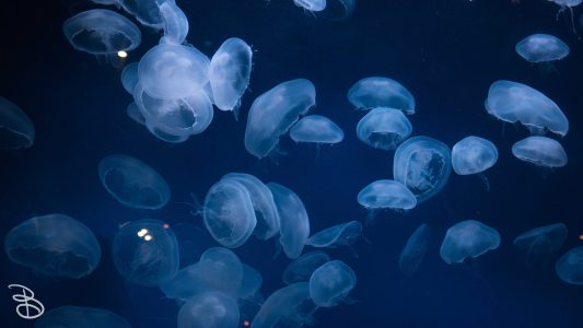 mnzoo-32