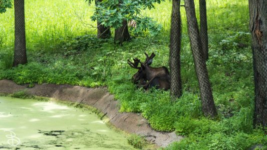 mnzoo-36
