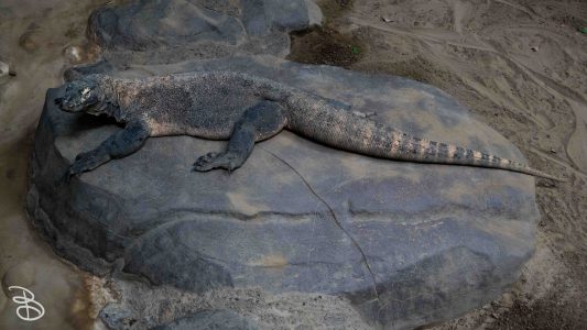 mnzoo-4