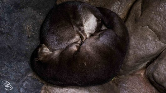 mnzoo-5