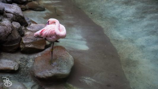 mnzoo-6