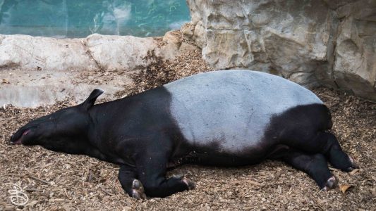 mnzoo-7