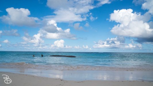 Beautiful day on the beach! Wahyee and Chao are in the water. Beautiful day on the beach!