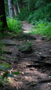 Rocks and tree roots on the hiking path. Rocky Arbor State Park