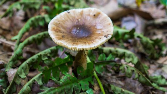 A wild mushroom appears! Rocky Arbor State Park